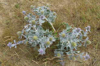 Sea-holly