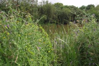 View through reeds to pond at Wolborough Fen nature reserve