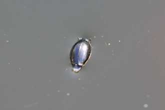 Whirligig Beetle