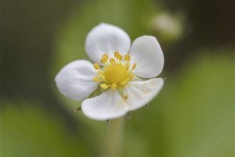 Wild Strawberry