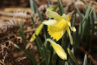 Wild daffodils growing in the woodland at Dunsford nature reserve