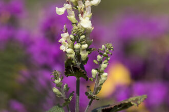 Wood Sage