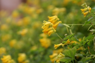 Yellow Corydalis