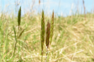 Sweet Vernal-grass