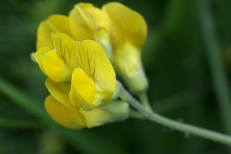 Meadow Vetchling