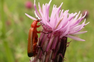 Common Red Soldier Beetle