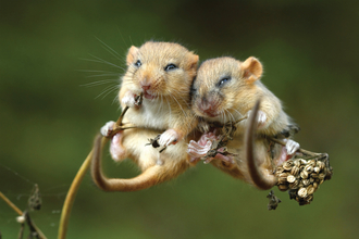 Two dormice cuddling on a seed head