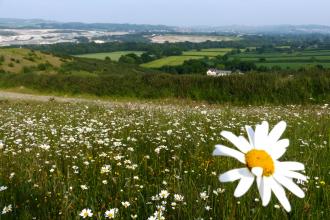 Daisies growing in a field at Teigngrace