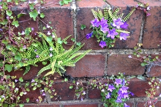 Wild plants growing out of a brick wall