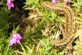 Common lizard basking in the sun in the heather