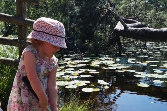 Child pond dipping at a nature reserves discovery day