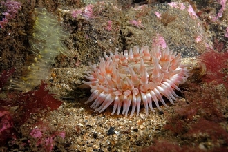 Dahlia anemone