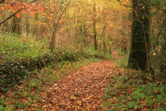 Halsdon path in the Autumn