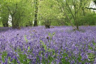 Bluebells at Lady's Wood