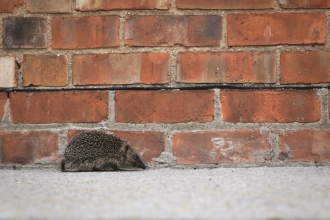 Hedgehog walking alongside a wall