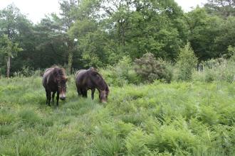 Ponies amongst bracken at Lickham Common nature reserve