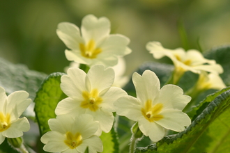 Wild yellow primroses in a hedgerow