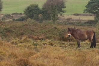 Ponies on heathland at Venn Ottery nature reserve