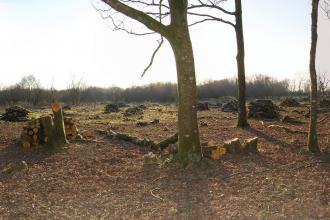 Veilstone Moor view through trees during autumn