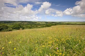 View across Culm wild flower meadow at Volehouse Moor nature reserve