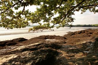 Looking through oak trees at Tamar-Tavy estuary from Warleigh Point nature reserve