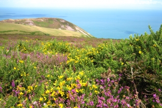 Heather and gorse overlooking the coast