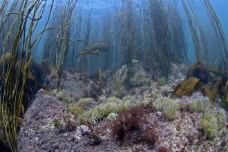 Thongweed, snakelocks and ballan growing in the ocean