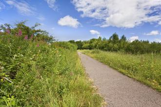 Path and hedgerow at Halwill Junction
