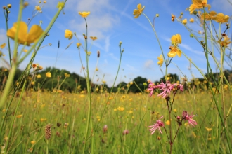 Flowers growing at Meshaw culm grassland