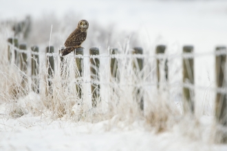 Short-eared owl sat on a post in the snow