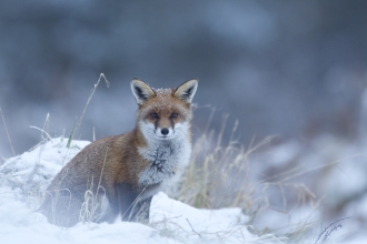 Young fox in the snow