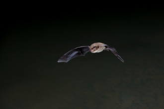 Daubenton's bat flying over water