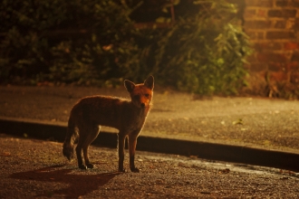 Red fox on the road in a city