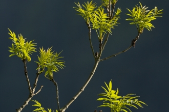 Ash leaves (Fraxinus excelsior) spring foliage