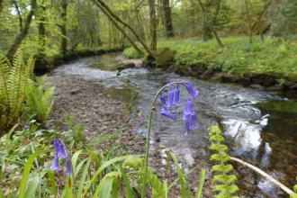 River through New England Wood with bluebells