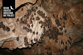 Greater Horseshoe Bats hanging in a cave