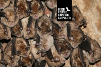 Greater horseshoe bats hanging in a cave