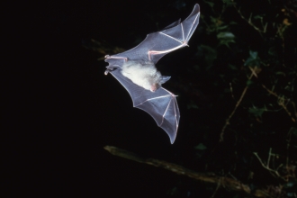 Greater horseshoe bat flying