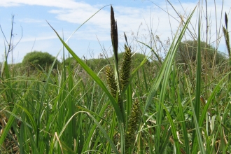 Sedges at Swanpool marsh nature reserve