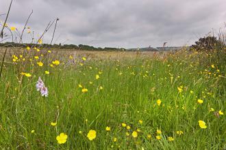 Wildflower meadow at Knowstone inner moor 