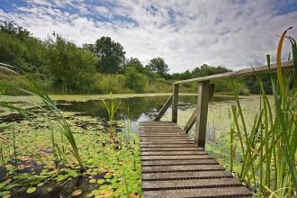 Little Bradley Ponds nature reserve platform into the pond 