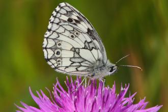 Black and white butterfly sits on top of purple flower