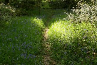 Mill Bottom, path through bluebells 