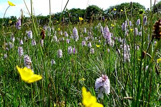 A field of grasses, buttercups and orchids at Stowford Moor 