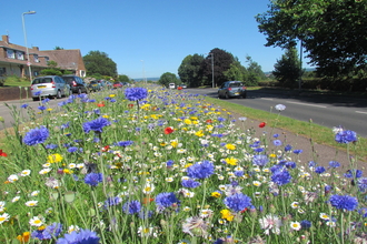 Wildflower meadow growing on the verge at Prince Charles Road 