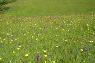 Green veined orchids growing in a field at Ruggadon 