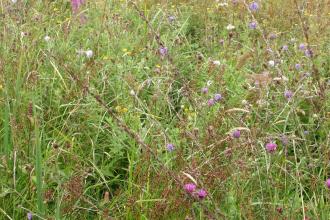 Wildflowers at Swanpool Marsh