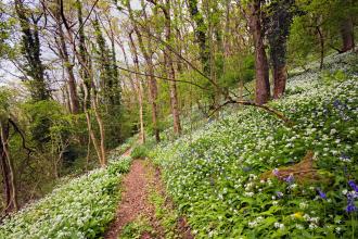 Bluebells and ramsons at Scannicluft copse