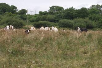 Cows grazing at Stapleton Mire 