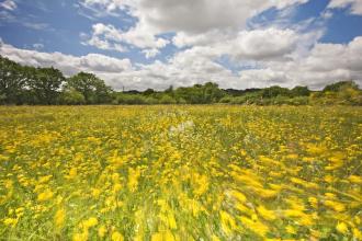 Field full of meadow buttercups moving in the breeze
